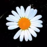 （分類：）位於 。 由 daisymemory 提交（商品編號 1333823511，圖片 1）。簡介： 。
