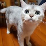 （分類：）位於 。 由 hahaa_cherry 提交（商品編號 1364060478，圖片 1）。簡介： 。