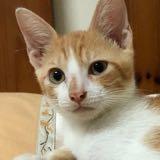 由 bojiboji.qq (刊登 ID 1346091814，圖片 1) 提交，位於 的 (類別：)，說明：。
