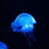 （分類：）位於 。 由 jellyfishxx 提交（商品編號 1203664771，圖片 1）。簡介： 。