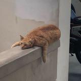 (Category: ) located in . Submitted by pikachuux (Listing ID 1385608229, Image 1). Description: .