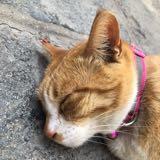 （分類：）位於 。 由 polarcattie 提交（商品編號 1358956354，圖片 1）。簡介： 。