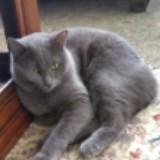 (Category: ) located in . Submitted by catperson101 (Listing ID 1345473262, Image 1). Description: .