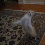 (Category: ) located in . Submitted by dlegacy (Listing ID 1053812273, Image 1). Description: .