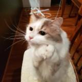 (Category: ) located in . Submitted by carrotx (Listing ID 1373579147, Image 1). Description: .