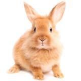 （分類：）位於 。 由 jovyer 提交（商品編號 76933387，圖片 1）。簡介： 。