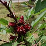 (Category: ) located in . Submitted by avdplants (Listing ID 1380371945, Image 1). Description: .