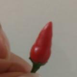 (Category: ) located in . Submitted by moreplants (Listing ID 1442991541, Image 1). Description: .