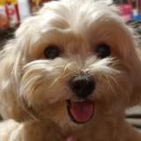 (Category: ) located in . Submitted by pat.see27 (Listing ID 1368996052, Image 1). Description: .