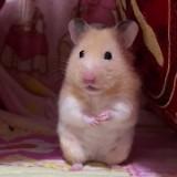 （分類：）位於 。 由 josephine0601 提交（商品編號 1360000947，圖片 1）。簡介： 。