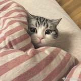 (Category: ) located in . Submitted by peanutttt (Listing ID 1359245838, Image 1). Description: .