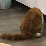 （分類：）位於 。 由 fffffflo 提交（商品編號 1381927701，圖片 1）。簡介： 。