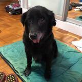 (Category: ) located in . Submitted by doggydogdogdog (Listing ID 1374796555, Image 1). Description: .