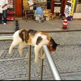 (Category: ) located in . Submitted by wrigglesmint (Listing ID 1323564547, Image 1). Description: .