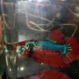 (Category: ) located in . Submitted by 1nvvvnn (Listing ID 1380212335, Image 1). Description: .