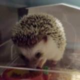 （分類：）位於 。 由 nickycks 提交（商品編號 1339225835，圖片 1）。簡介： 。