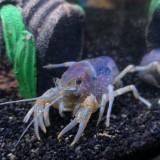 (Category: ) located in . Submitted by crayfish101 (Listing ID 1380276060, Image 1). Description: .