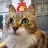 （分類：）位於 。 由 kalimeow 提交（商品編號 1295511632，圖片 1）。簡介： 。