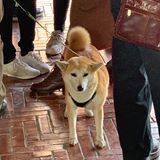 由 florla_1 (刊登 ID 1294849994，圖片 1) 提交，位於 的 (類別：)，說明：。