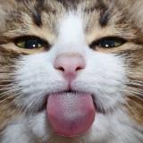 (Category: ) located in . Submitted by shabrinasemail (Listing ID 1380660956, Image 1). Description: .