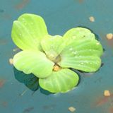 (分類:)位於 。 由 el202003 提交(商品編號 1457567742,圖片 1)。簡介: 。