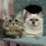 (Category: ) located in . Submitted by eone24 (Listing ID 1379028964, Image 1). Description: .