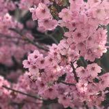 (分類:)位於 。 由 avafsl 提交(商品編號 1459625650,圖片 1)。簡介: 。