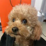 （分類：）位於 。 由 momo100313 提交（商品編號 1384396325，圖片 1）。簡介： 。