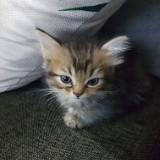 (Category: ) located in . Submitted by fish1504 (Listing ID 1435881988, Image 1). Description: .