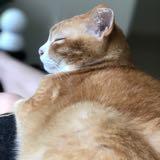（分類：）位於 。 由 niki912912912 提交（商品編號 1271260030，圖片 1）。簡介： 。