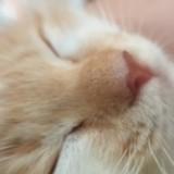 (Category: ) located in . Submitted by amaiel (Listing ID 1359710544, Image 1). Description: .