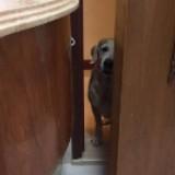 (Category: ) located in . Submitted by jzdolcefarnienta (Listing ID 1379173892, Image 1). Description: .