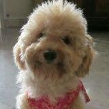 (Category: ) located in . Submitted by kahyingl (Listing ID 1233274059, Image 1). Description: .