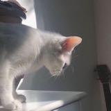 (Category: ) located in . Submitted by cuddl33s (Listing ID 1281042612, Image 1). Description: .