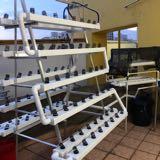(Category: ) located in . Submitted by sg.hydroponics (Listing ID 1374741004, Image 1). Description: .