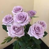（分類：）位於 。 由 gdgoodgoods 提交（商品編號 1063648500，圖片 1）。簡介： 。