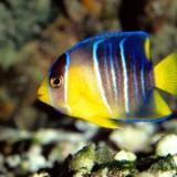 （分類：）位於 。 由 fish.wong10 提交（商品編號 1383810781，圖片 1）。簡介： 。