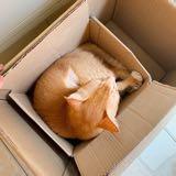 (Category: ) located in . Submitted by smallsleepycat (Listing ID 1354626788, Image 1). Description: .