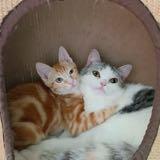 （分類：）位於 。 由 meowmiome 提交（商品編號 1185422118，圖片 1）。簡介： 。