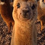 (Kategori: ) berada di . Dikirim oleh alpacaneis (ID iklan 1379315141, Gambar 1). Deskripsi: .