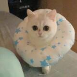 （分類：）位於 。 由 meowzeeland 提交（商品編號 1386047031，圖片 1）。簡介： 。