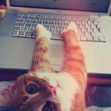 （分類：）位於 。 由 lazycat_ 提交（商品編號 1375177864，圖片 1）。簡介： 。