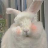 （分類：）位於 。 由 ytcsisss 提交（商品編號 1381805378，圖片 1）。簡介： 。