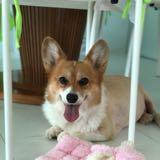 （分類：）位於 。 由 cochu 提交（商品編號 1302077507，圖片 1）。簡介： 。
