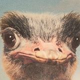(Category: ) located in . Submitted by theuglyostrich (Listing ID 1363523585, Image 1). Description: .