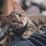 （分類：）位於 。 由 miumiucats 提交（商品編號 1216182492，圖片 1）。簡介： 。