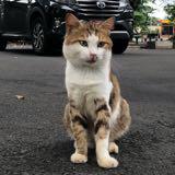 (Kategori: ) berada di . Dikirim oleh devliciousy (ID iklan 1306891830, Gambar 1). Deskripsi: .