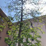 (Category: ) located in . Submitted by gorjor (Listing ID 1382800879, Image 1). Description: .