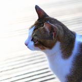 頭像