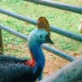 (Category: ) located in . Submitted by oscolaidhe (Listing ID 1365569289, Image 1). Description: .